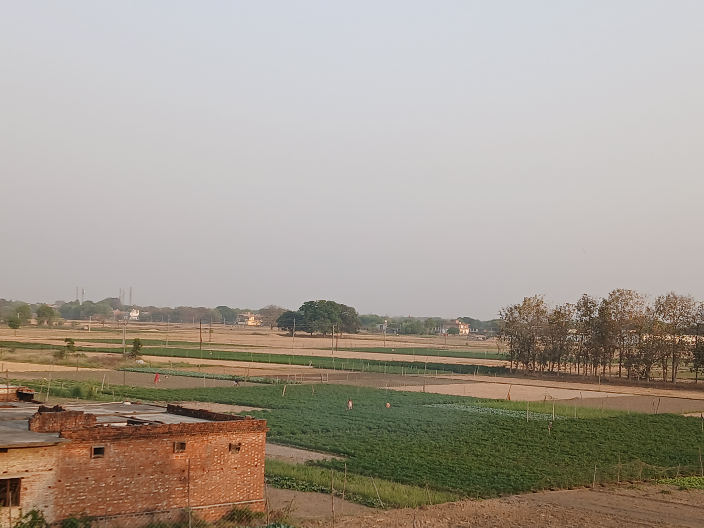Vegetable plots across the Ganga plain in Uttar Pradesh