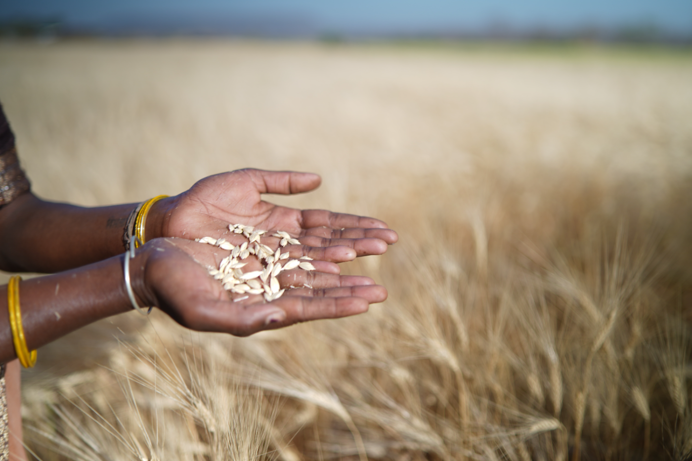 Harvested grain held in a farmer's palm