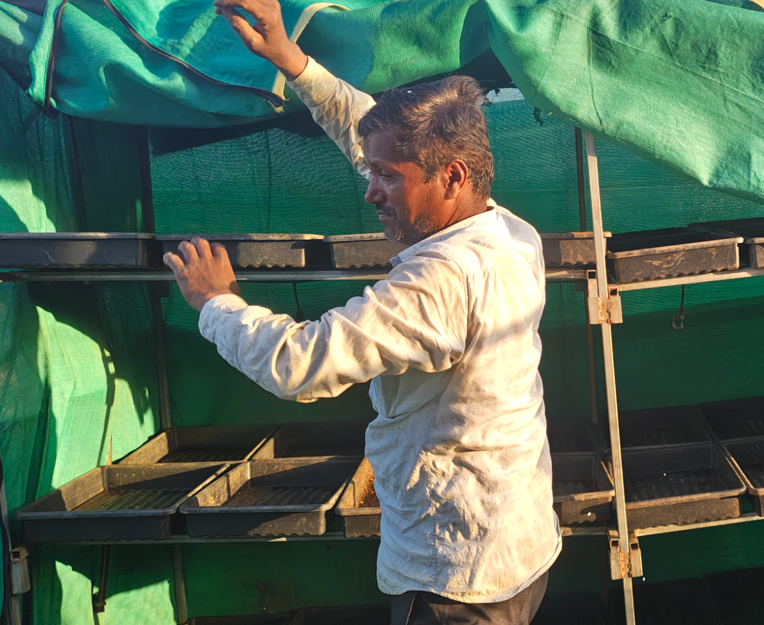 A nursery entrepreneur tending seedling trays under shade net