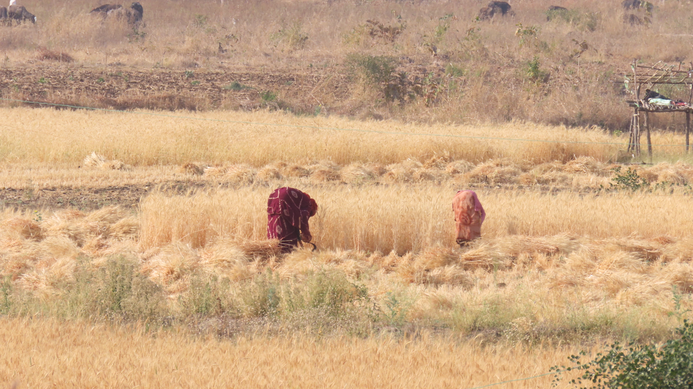 Two women harvesting wheat by hand in a field